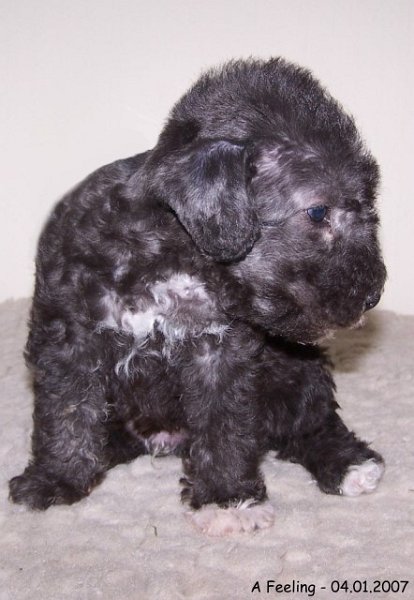 29-Ruede Male 2 - 04012007.jpg